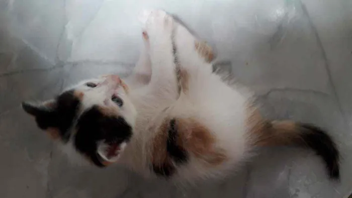 Gato raça  idade Abaixo de 2 meses nome Ainda não tem nome