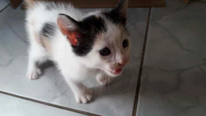 Gato raça  idade Abaixo de 2 meses nome Ainda não tem nome