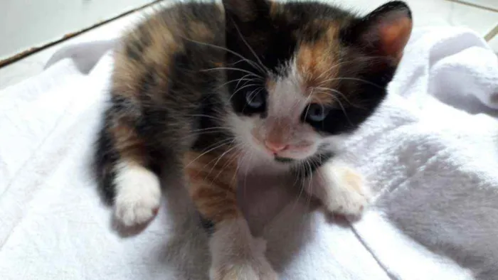 Gato raça  idade Abaixo de 2 meses nome Ainda não tem nome