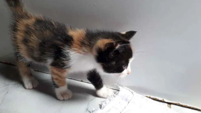 Gato raça  idade Abaixo de 2 meses nome Ainda não tem nome
