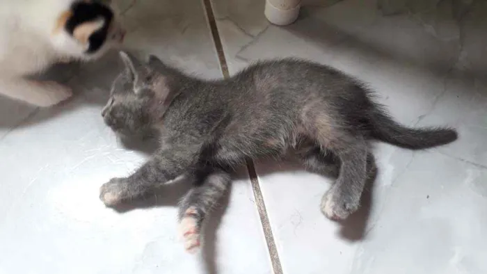 Gato raça  idade Abaixo de 2 meses nome Ainda não tem nome