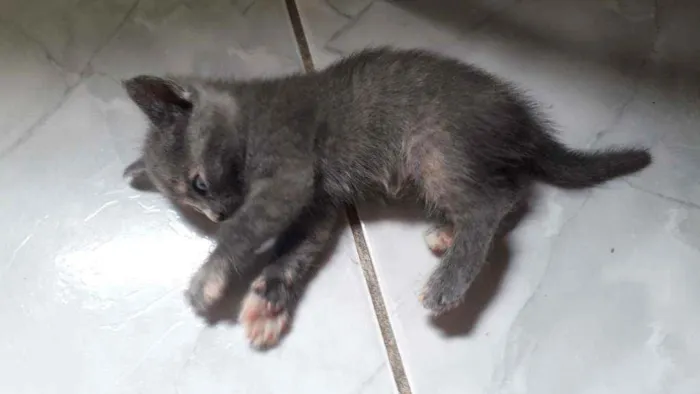 Gato raça  idade Abaixo de 2 meses nome Ainda não tem nome