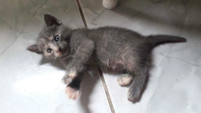 Gato raça  idade Abaixo de 2 meses nome Ainda não tem nome