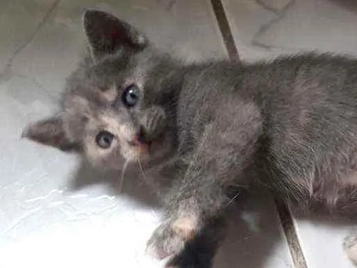 Gato raça  idade Abaixo de 2 meses nome Ainda não tem nome