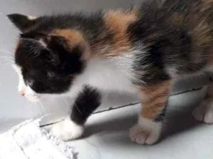 Gato raça  idade Abaixo de 2 meses nome Ainda não tem nome