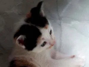 Gato raça  idade Abaixo de 2 meses nome Ainda não tem nome