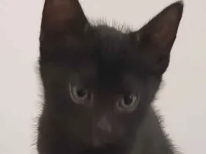 Gato raça SRD idade Abaixo de 2 meses nome Meg