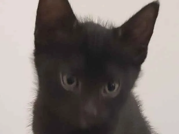 Gato ra a SRD idade Abaixo de 2 meses nome Meg