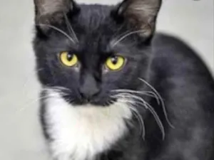 Gato raça SRD idade 2 a 6 meses nome Romeu 