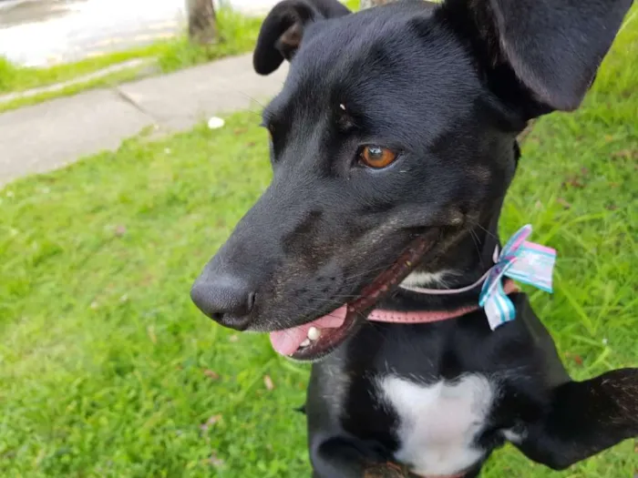 Cachorro ra a srd idade 2 anos nome MILA