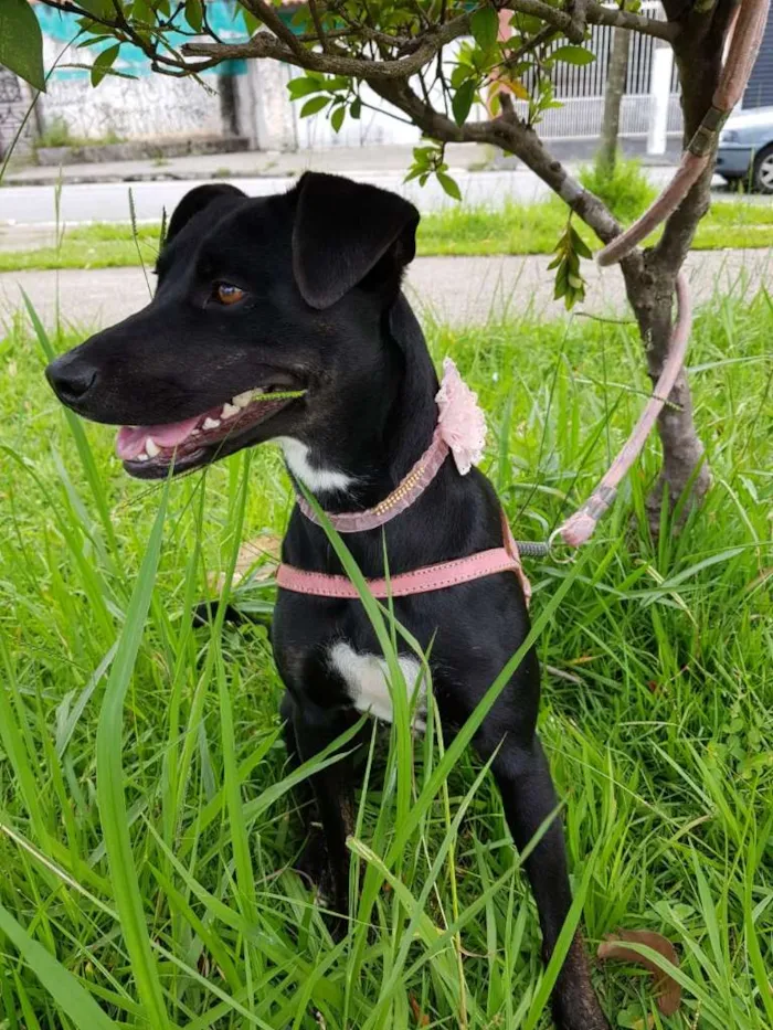 Cachorro ra a srd idade 2 anos nome MILA