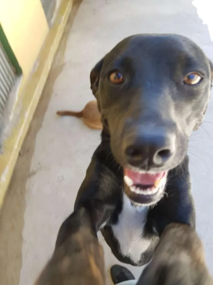 Cachorro ra a srd idade 2 anos nome MILA