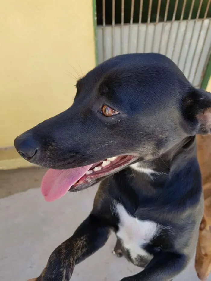 Cachorro ra a srd idade 2 anos nome MILA