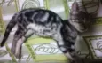 Coquito