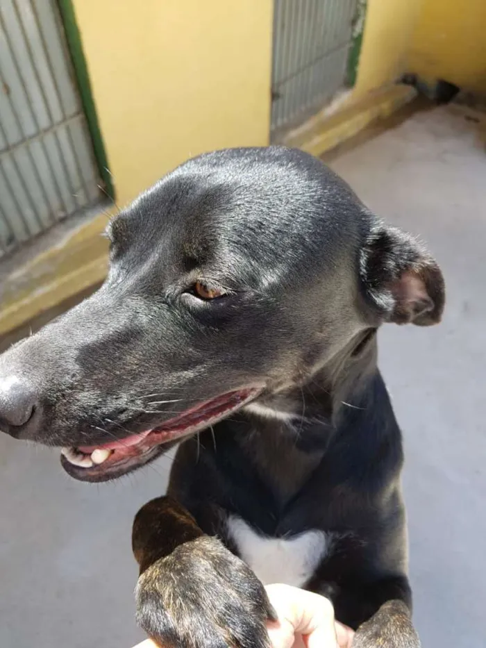 Cachorro ra a srd idade 2 anos nome MILA