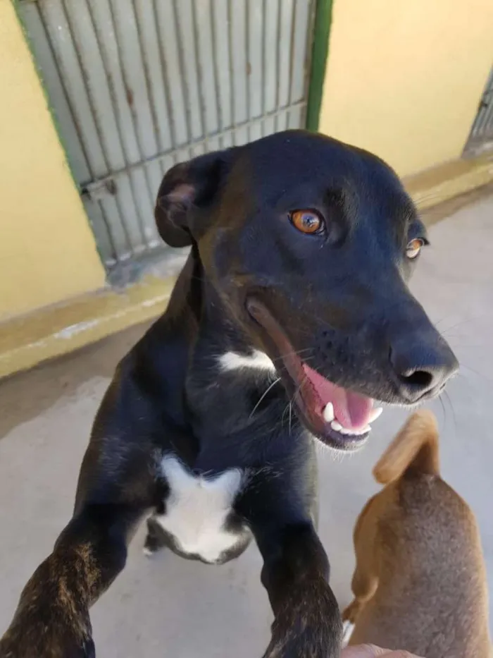 Cachorro ra a srd idade 2 anos nome MILA
