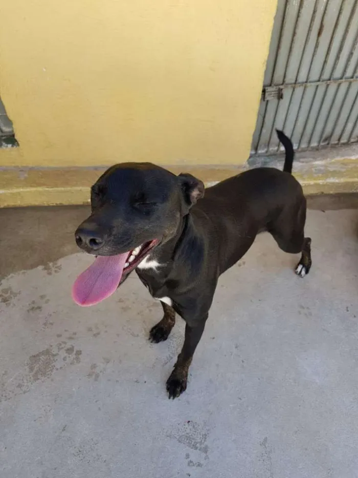 Cachorro ra a srd idade 2 anos nome MILA
