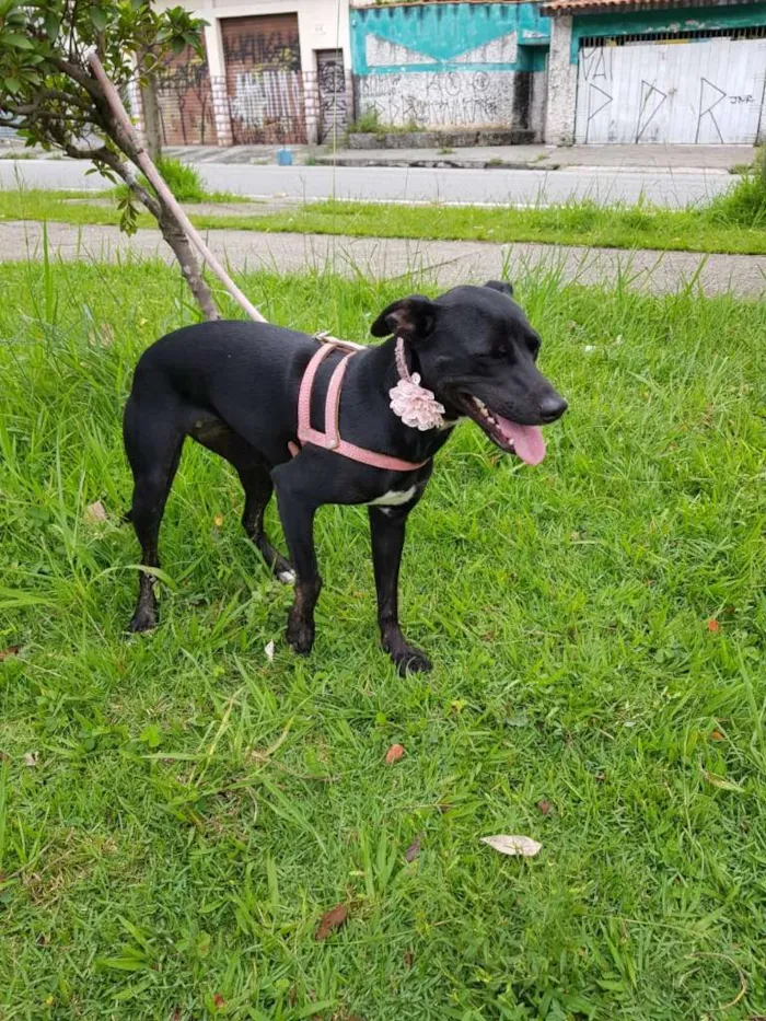 Cachorro ra a srd idade 2 anos nome MILA