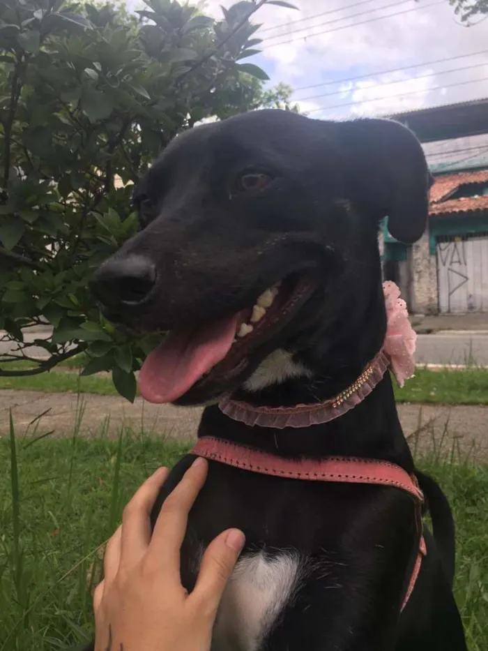 Cachorro ra a srd idade 2 anos nome MILA
