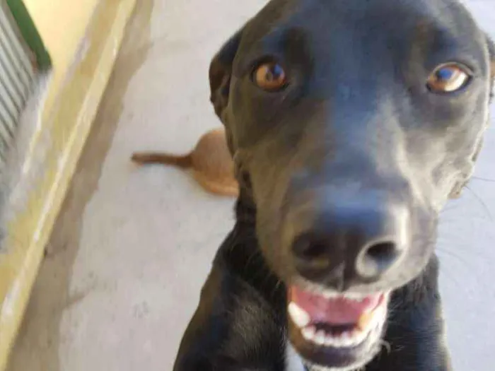 Cachorro ra a srd idade 2 anos nome MILA