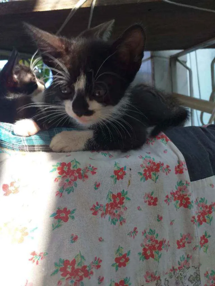 Gato raça  idade 2 a 6 meses nome São filhotes, ainda 