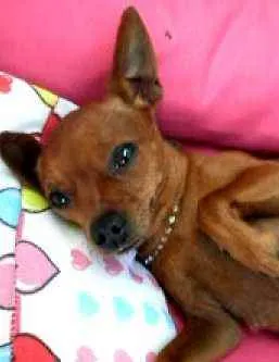 Cachorro ra a Vila lata  idade 5 anos nome Suzi