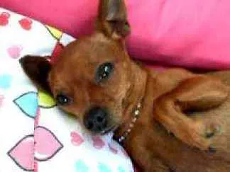 Cachorro ra a Vila lata  idade 5 anos nome Suzi