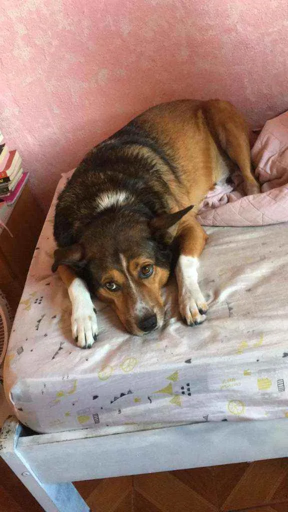 Cachorro ra a VIRA LATA idade 5 anos nome KOBI