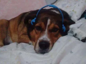 Cachorro raça VIRA LATA idade 5 anos nome KOBI