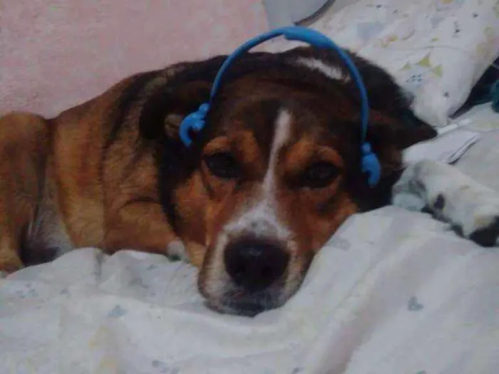 Cachorro ra a VIRA LATA idade 5 anos nome KOBI