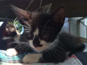 Gato raça  idade 2 a 6 meses nome São filhotes, ainda 