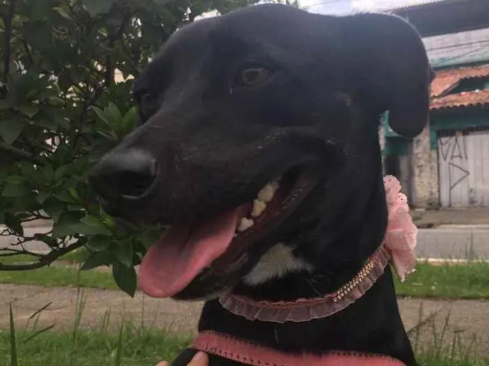 Cachorro ra a srd idade 2 anos nome MILA