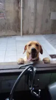 Polenta