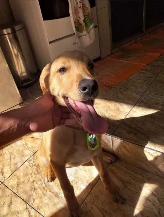 Cachorro ra a Viralata com Labrador idade 1 ano nome Polenta
