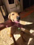 Polenta
