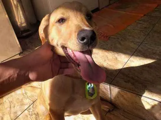 Cachorro ra a Viralata com Labrador idade 1 ano nome Polenta