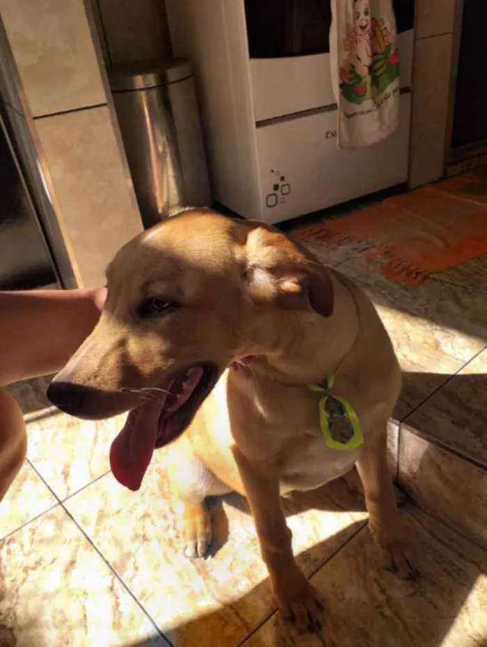 Cachorro ra a Viralata com Labrador idade 1 ano nome Polenta