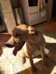 Polenta
