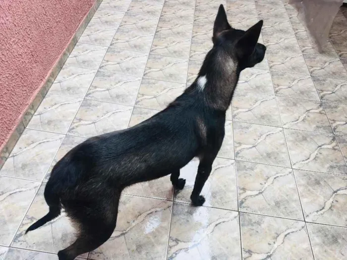 Cachorro ra a Viralata idade 2 a 6 meses nome Same