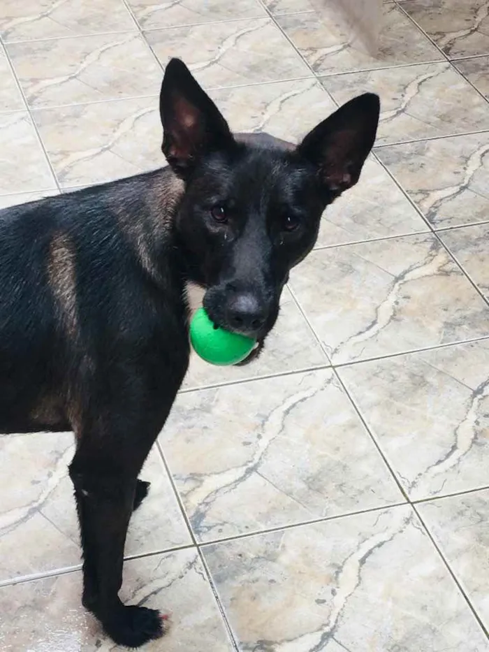 Cachorro ra a Viralata idade 2 a 6 meses nome Same