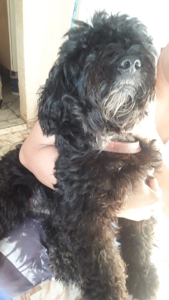 Cachorro ra a podor idade 3 anos nome negão