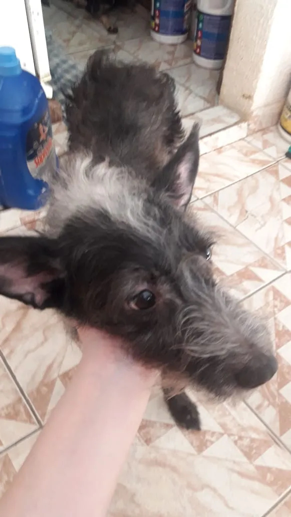 Cachorro ra a vira lata idade 5 anos nome neguinho