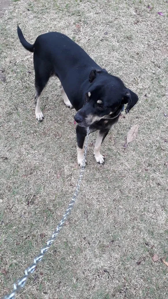 Cachorro ra a vira lata idade 2 anos nome Bobi