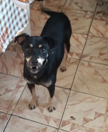 Cachorro ra a vira lata idade 2 anos nome Bobi