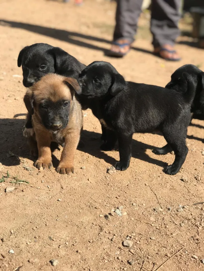 Cachorro raça Viralata idade Abaixo de 2 meses nome Sinba mel