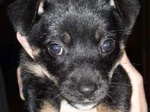 Cachorro raça SRD idade Abaixo de 2 meses nome Eva