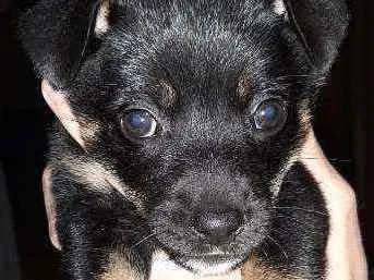Cachorro ra a SRD idade Abaixo de 2 meses nome Eva
