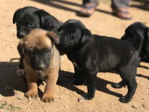 Cachorro raça Viralata idade Abaixo de 2 meses nome Sinba mel