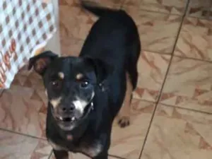 Cachorro raça vira lata idade 2 anos nome Bobi