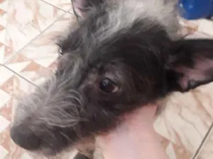 Cachorro raça vira lata idade 5 anos nome neguinho